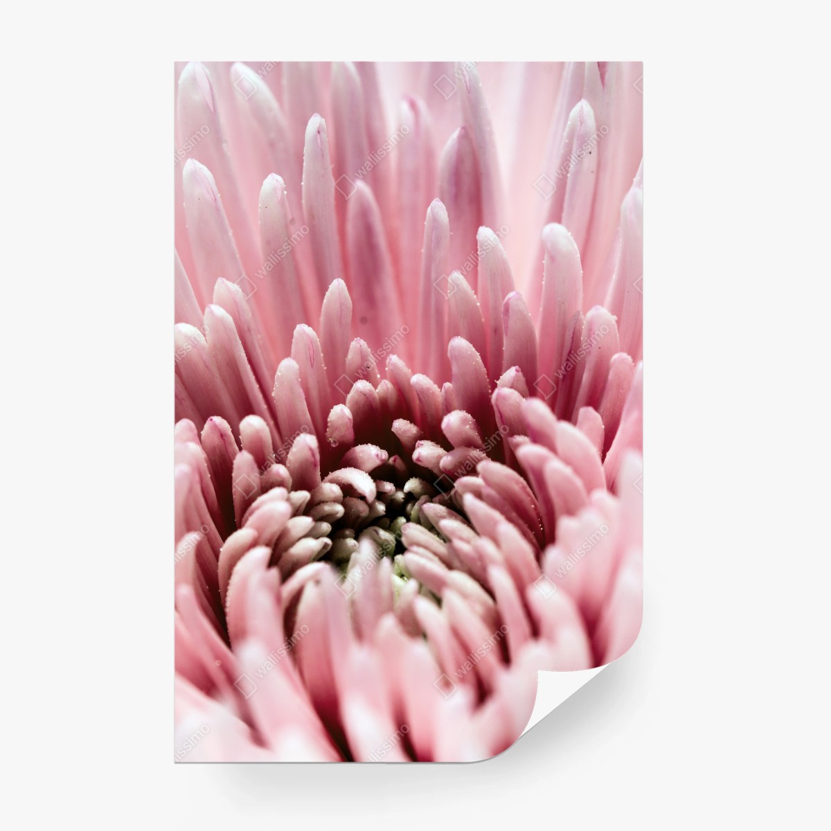 Wall mural soft pink chrysanthemum close-up • Wallissimo®