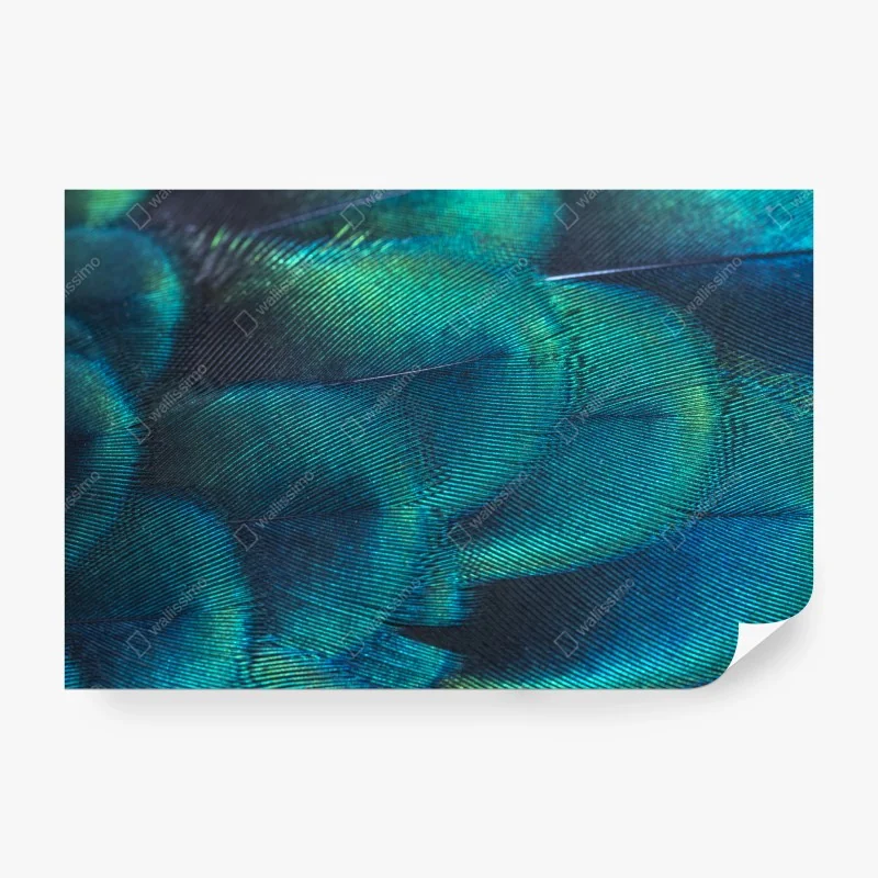 Wall mural iridescent peacock feather close-up