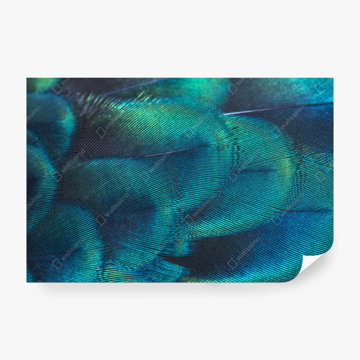 Wall mural iridescent peacock feather close-up • Wallissimo®