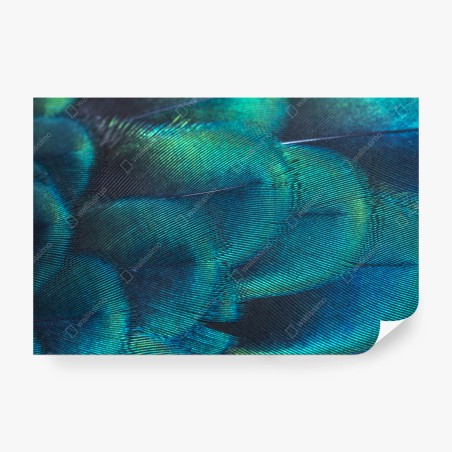 Wall mural iridescent peacock feather close-up • Wallissimo®
