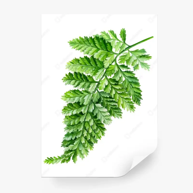 Wall mural delicate watercolor fern leaf