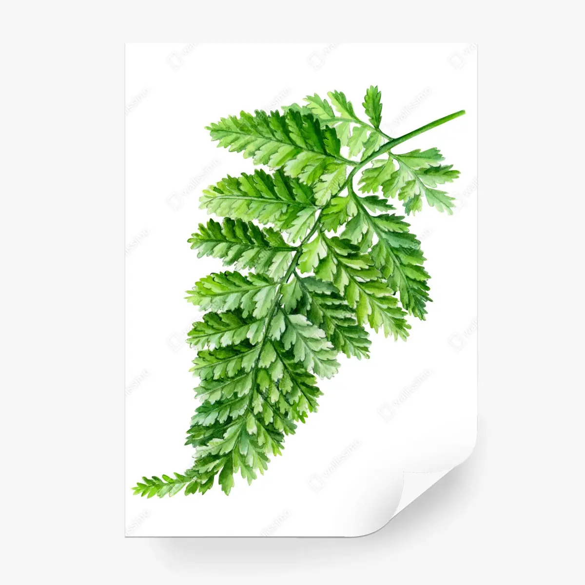 Wall mural delicate watercolor fern leaf • Wallissimo®