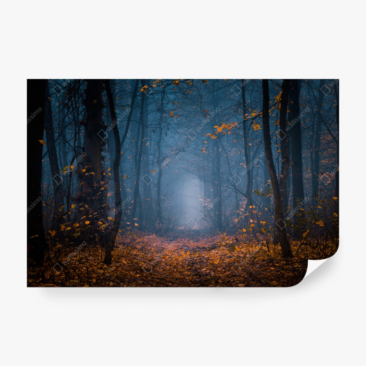 Wall mural mystical autumn forest path • Wallissimo®