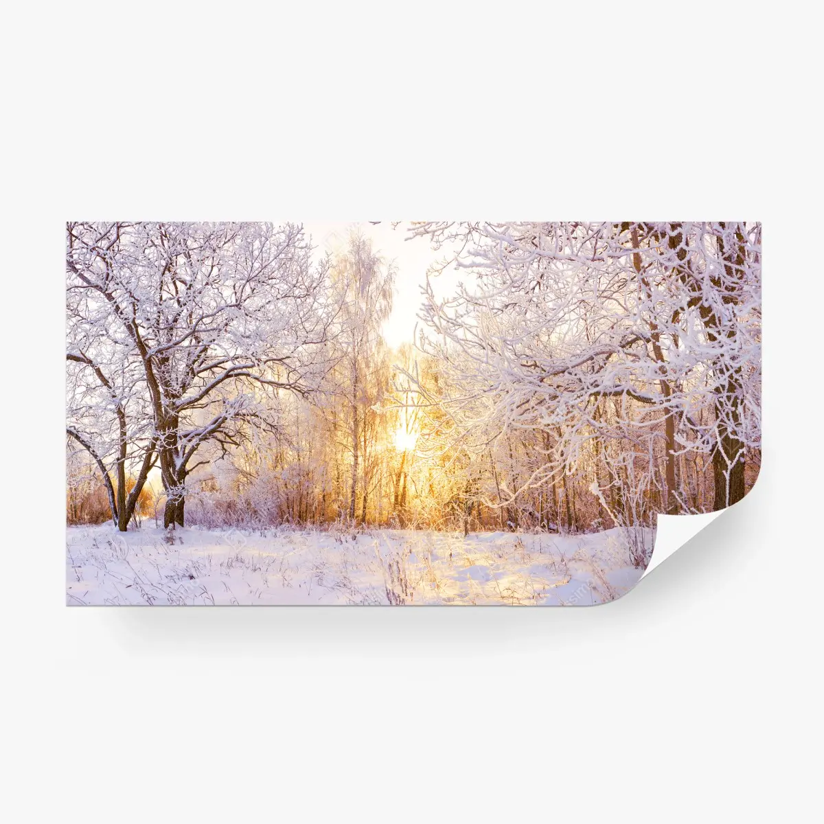 Wall mural snowy winter forest sunrise panorama • Wallissimo®