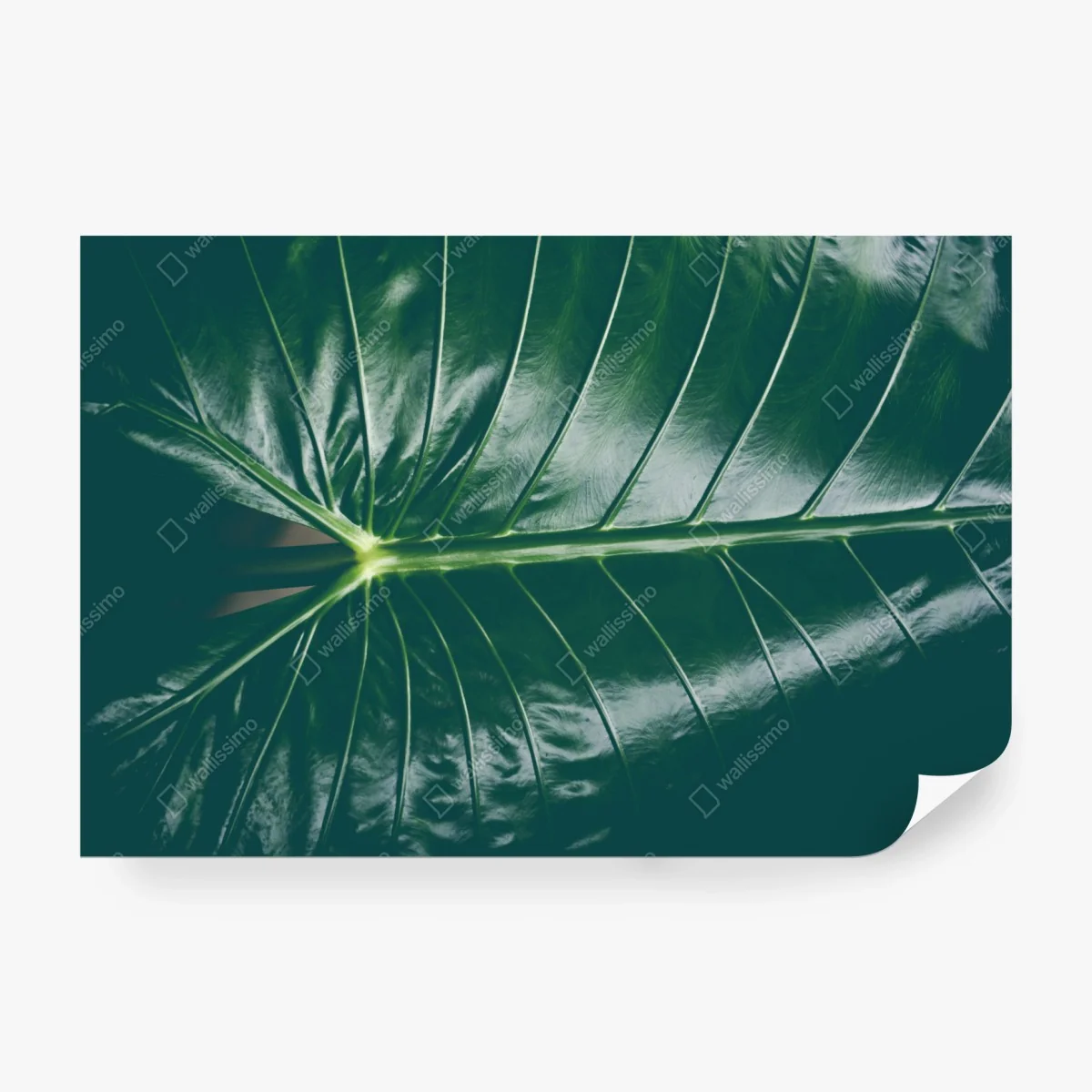Wall mural lush tropical leaf texture close-up • Wallissimo® Wall mural lush tropical leaf texture close-up • Wallissimo®