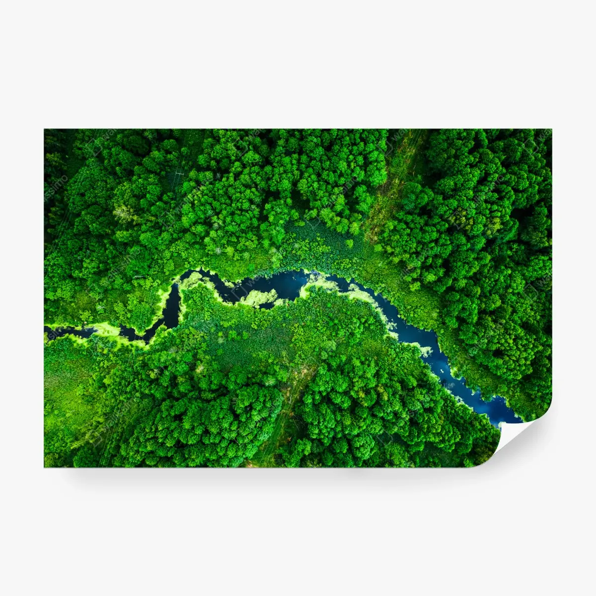 Wall mural lush aerial river through green forest • Wallissimo®