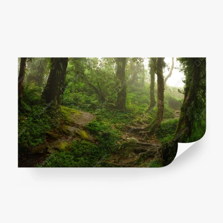 Wall mural misty green forest trail • Wallissimo®
