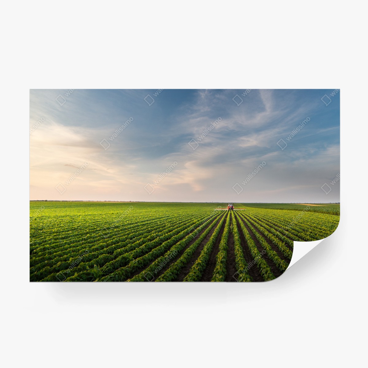 Wall mural sunset over soybean fields with tractor • Wallissimo® Wall mural sunset over soybean fields with tractor • Wallissimo®