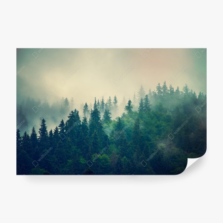 Wall mural misty conifer forest at dawn • Wallissimo®
