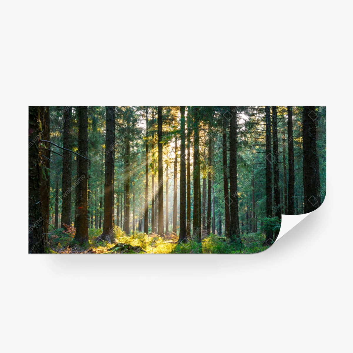 Wall mural silent forest with sun rays • Wallissimo®