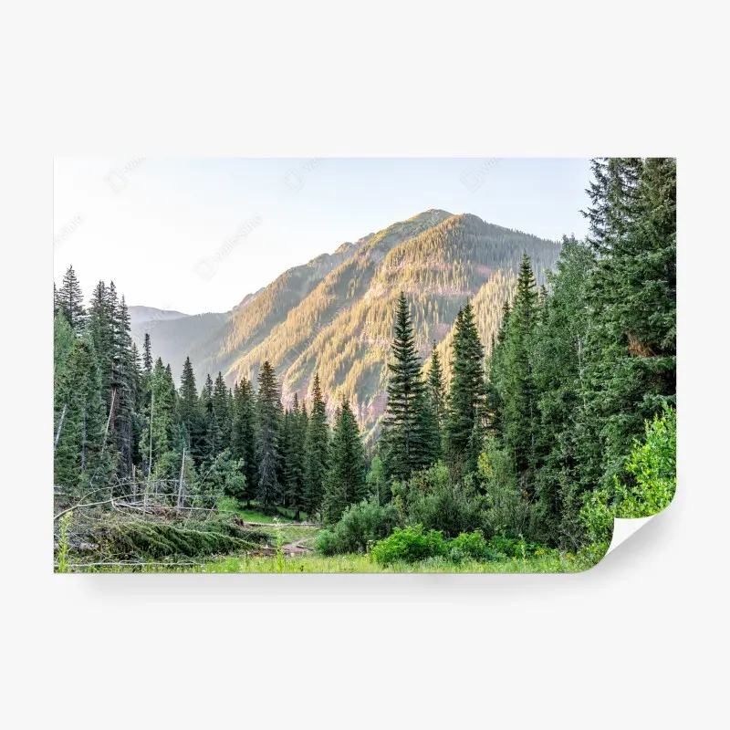 Wall mural golden light mountain forest landscape