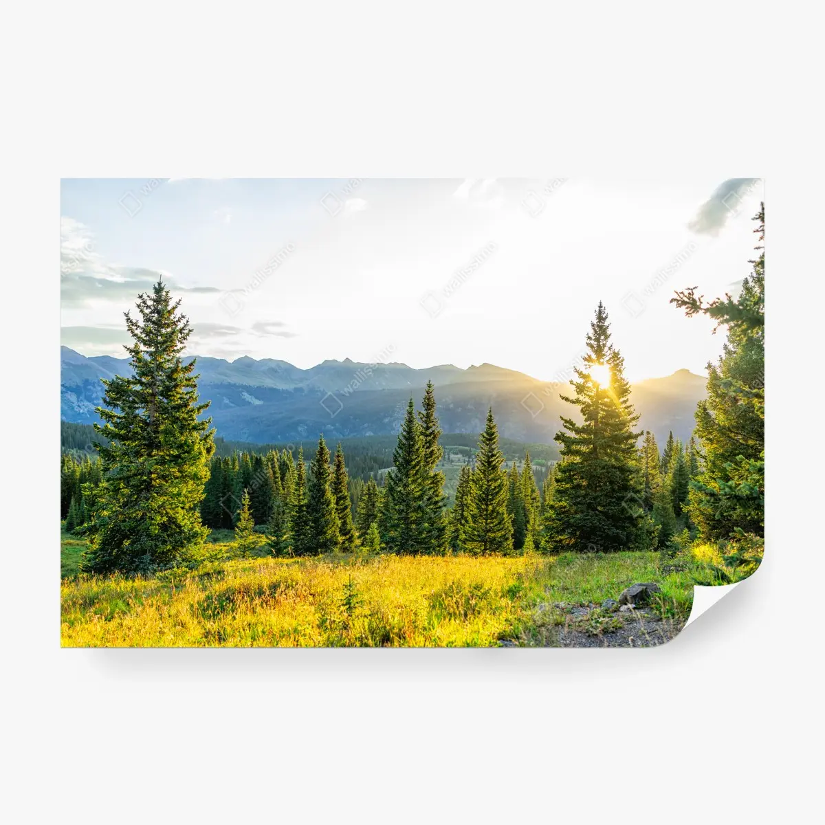 Wall mural sunlit mountain meadow at sunrise • Wallissimo®