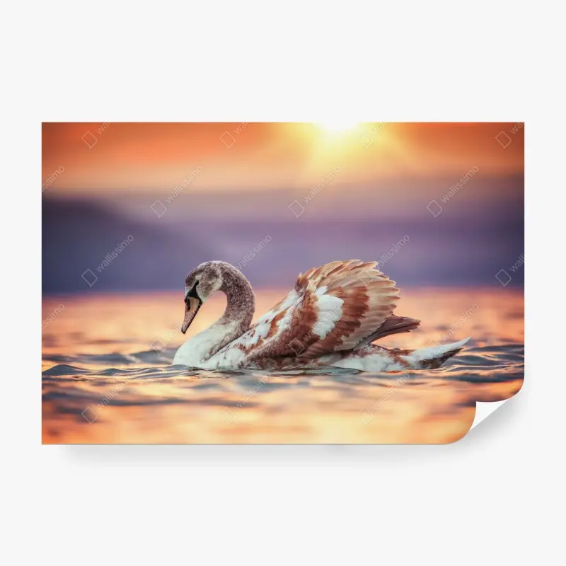 Wall mural graceful swan at sunset
