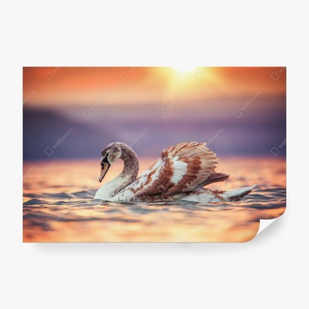 Wall mural graceful swan at sunset • Wallissimo®
