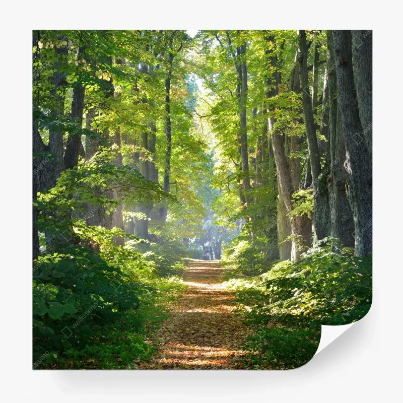 Wall mural sunlit forest path through green trees