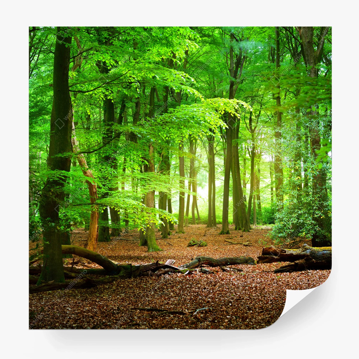 Wall mural sunlit green forest canopy • Wallissimo®