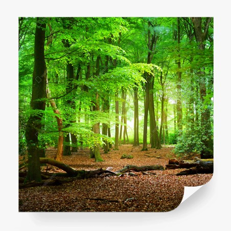 Wall mural sunlit green forest canopy • Wallissimo®