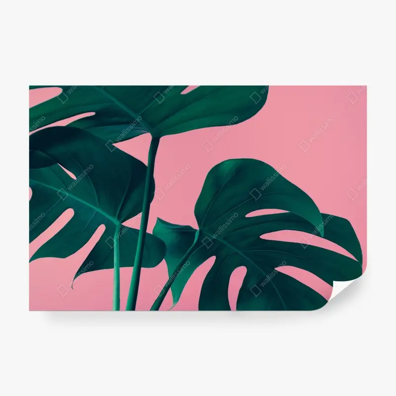 Wall mural tropical monstera leaves on pink background