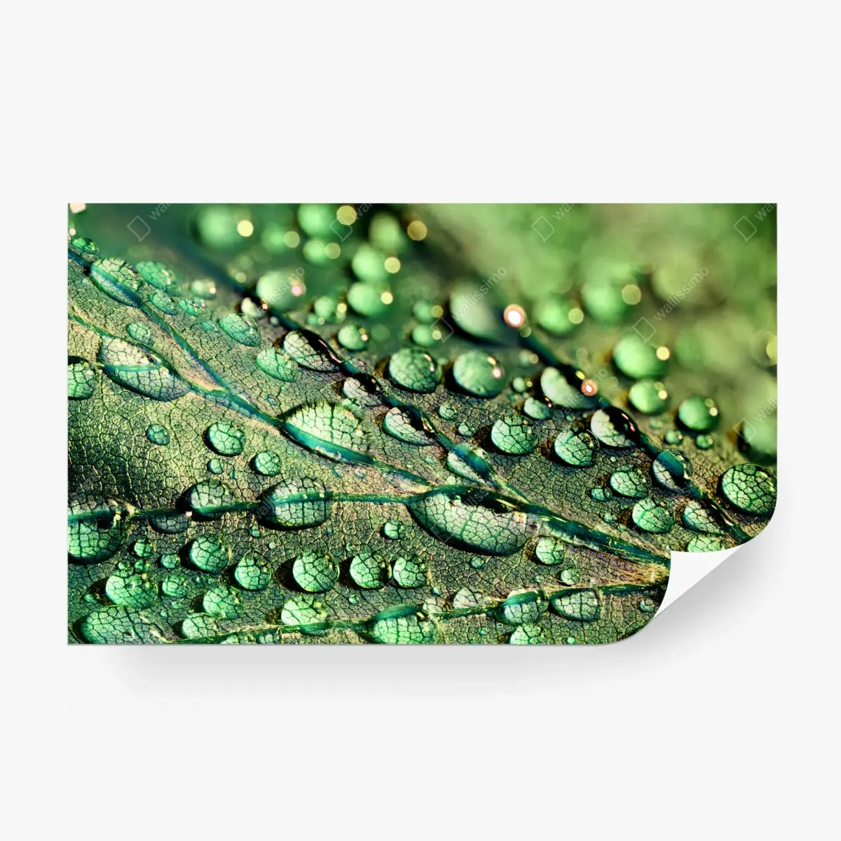 Wall mural emerald leaf with dew drops • Wallissimo®