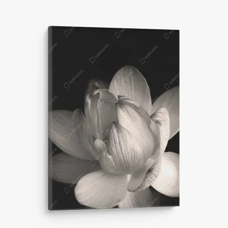 Canvas print delicate lotus in sepia • Wallissimo®