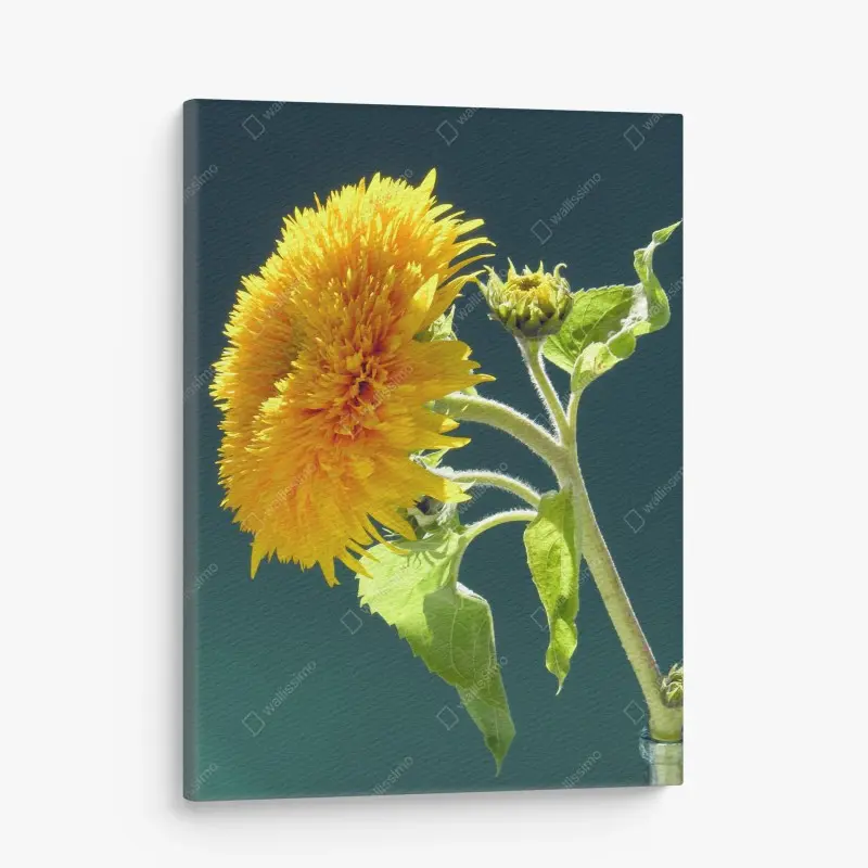 Canvas print golden sunflower bloom on teal background