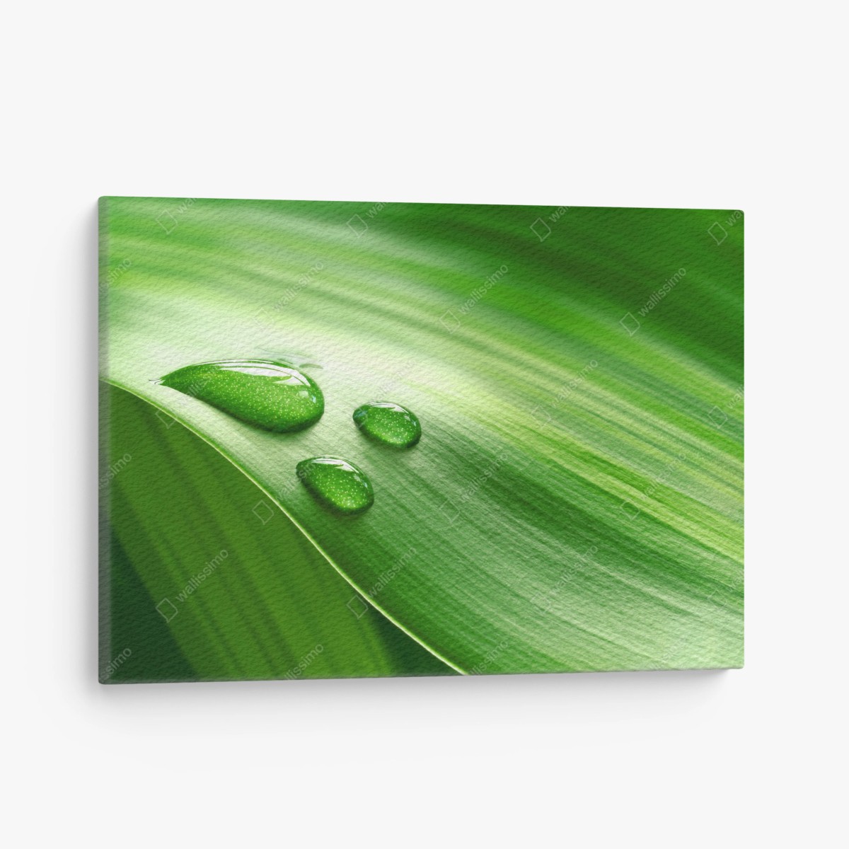 Canvas print fresh green leaf with dewdrops • Wallissimo®