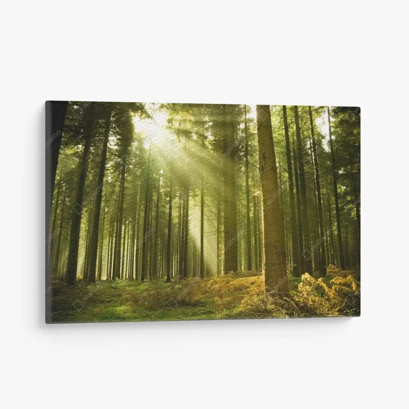 Canvas print sunlit pine forest • Wallissimo® Canvas print sunlit pine forest • Wallissimo®