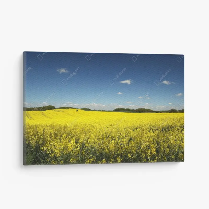 Canvas print vast yellow rapeseed field under blue sky