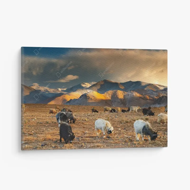 Canvas print Tibetan highlands at sunset