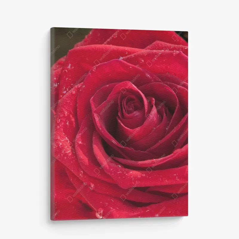 Canvas print red rose close-up with water droplets