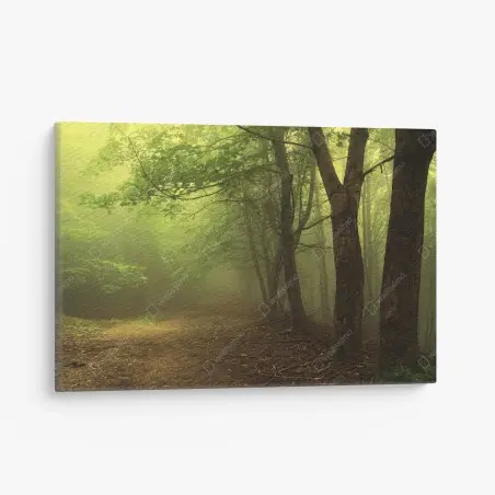 Canvas print misty green forest path • Wallissimo®