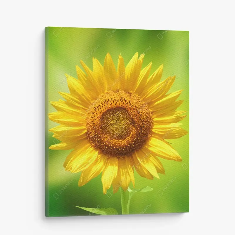 Canvas print bright sunflower close-up on green background