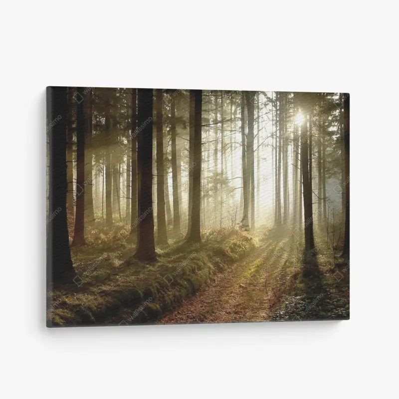 Canvas print sunlit forest path in morning mist