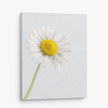 Canvas print white daisy close-up on soft background • Wallissimo®