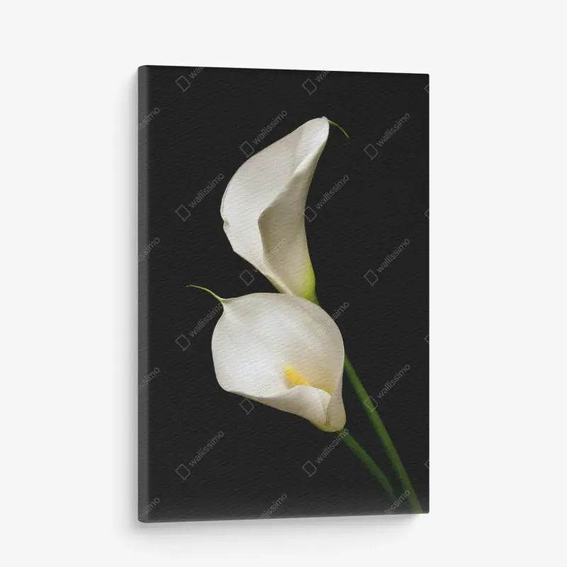Canvas print elegant white calla lilies on black background