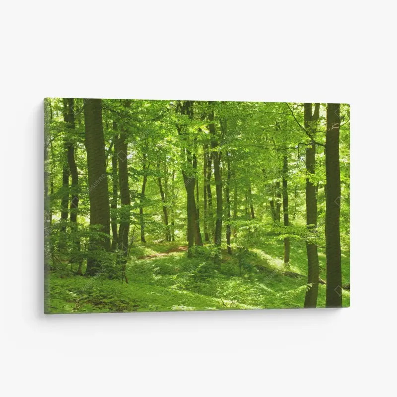 Canvas print lush green forest canopy
