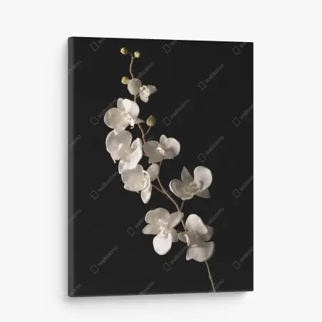 Canvas print delicate white orchid on black background • Wallissimo®
