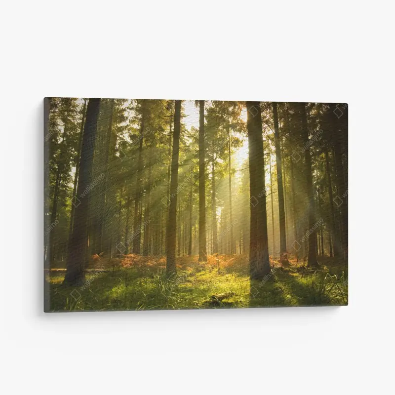 Canvas print golden forest at dusk