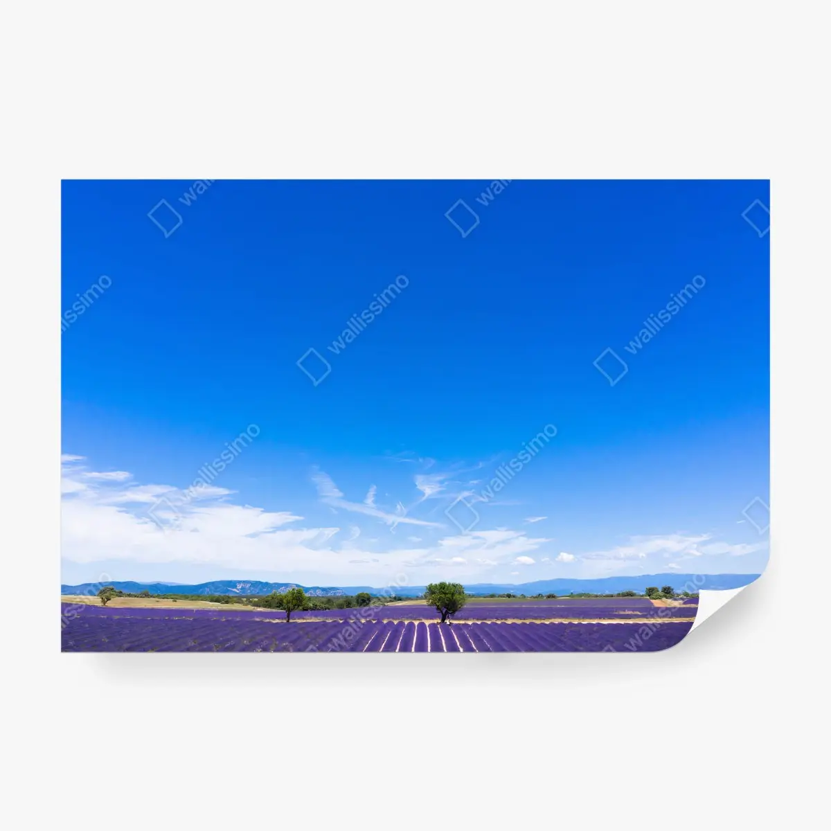 Wall mural LAVENDER FIELDS PROVENCE SKY FOR LIVING ROOM • Wallissimo®