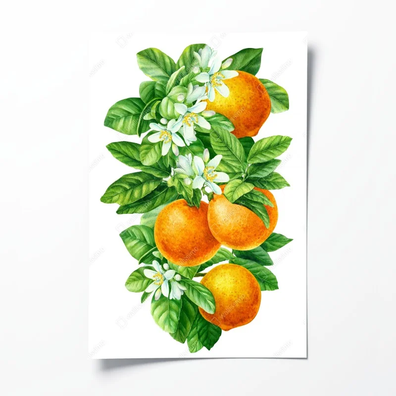 Poster citrus blossoms and ripe oranges