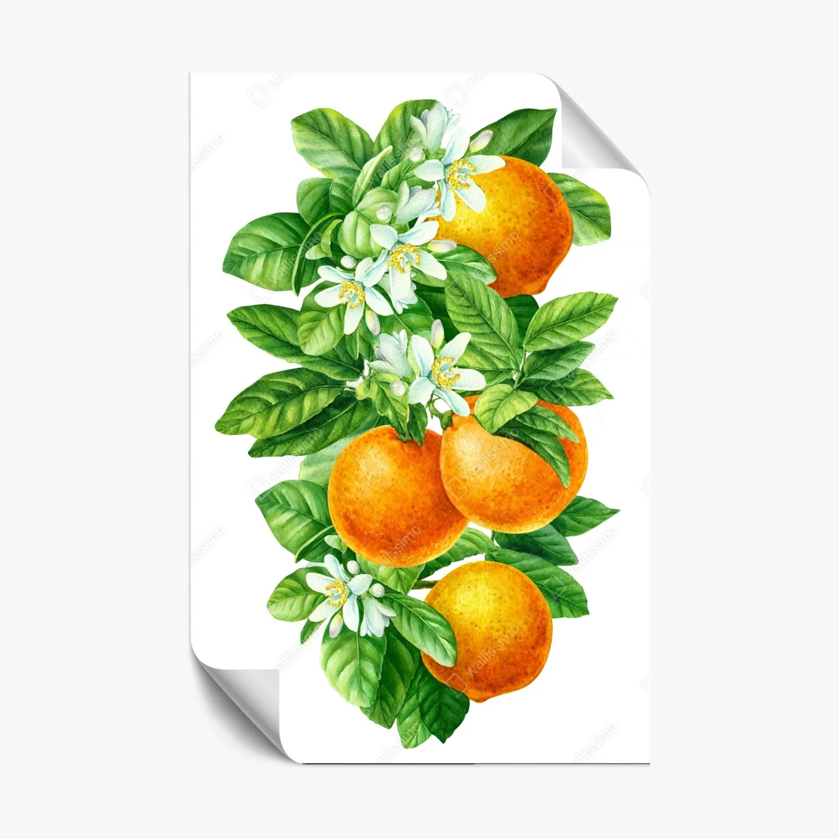 Poster citrus blossoms and ripe oranges • Wallissimo® Poster citrus blossoms and ripe oranges • Wallissimo®