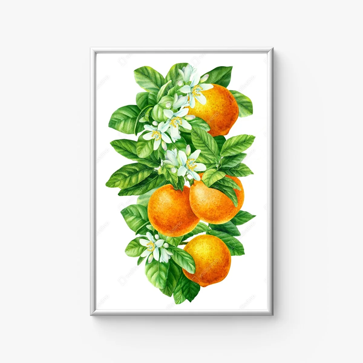 Poster citrus blossoms and ripe oranges • Wallissimo® Poster citrus blossoms and ripe oranges • Wallissimo®