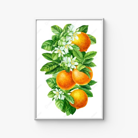Poster citrus blossoms and ripe oranges • Wallissimo®