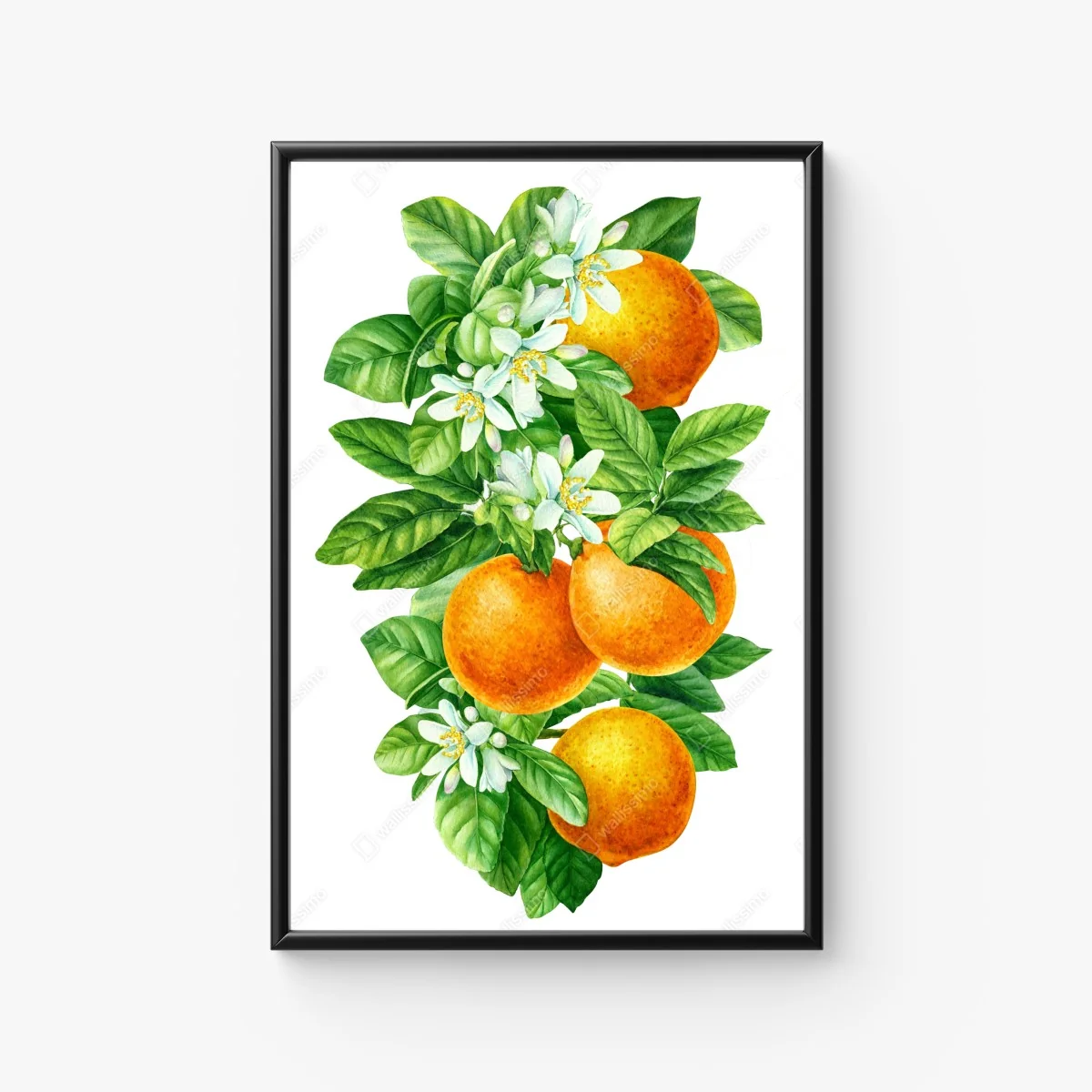 Poster citrus blossoms and ripe oranges • Wallissimo® Poster citrus blossoms and ripe oranges • Wallissimo®