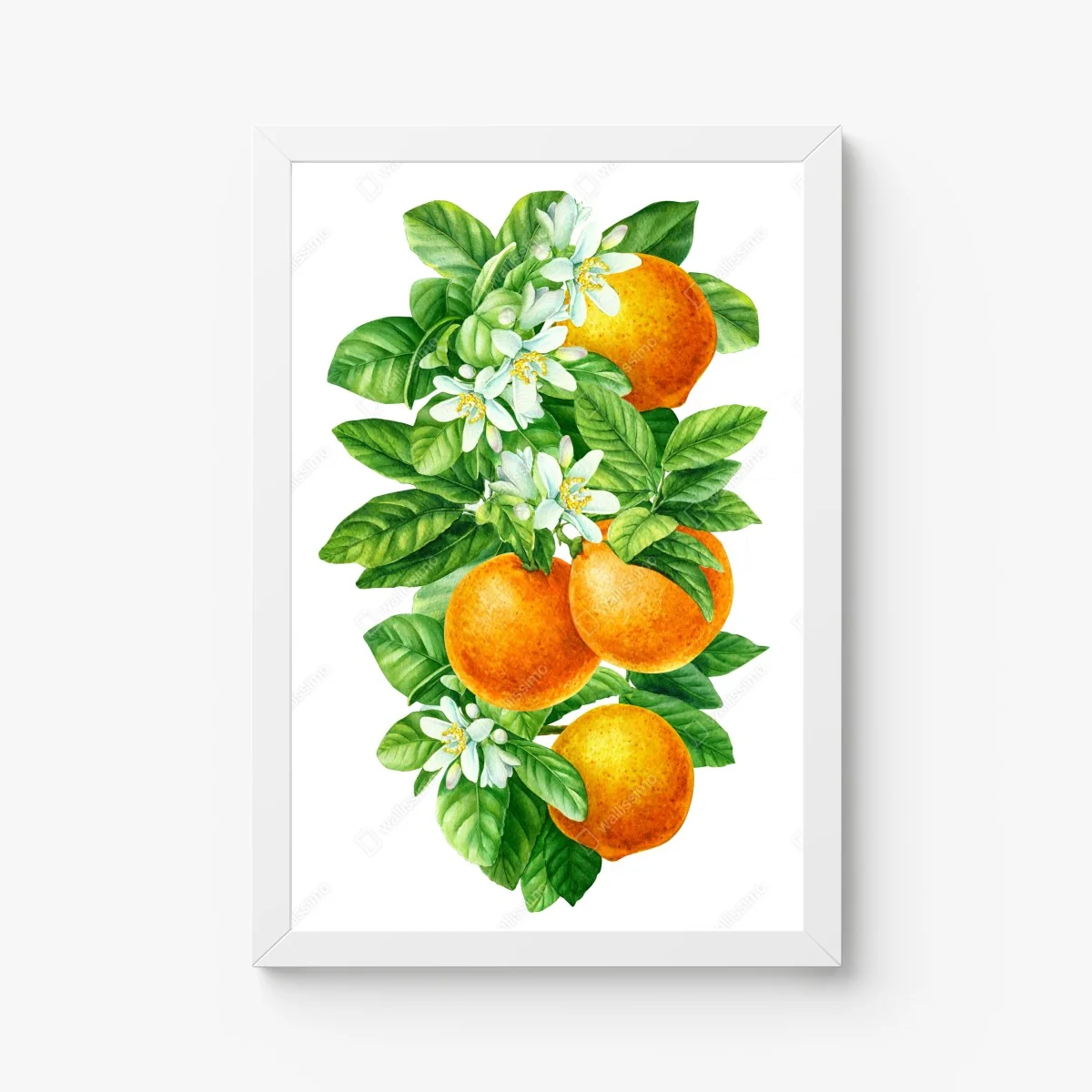 Poster citrus blossoms and ripe oranges • Wallissimo® Poster citrus blossoms and ripe oranges • Wallissimo®