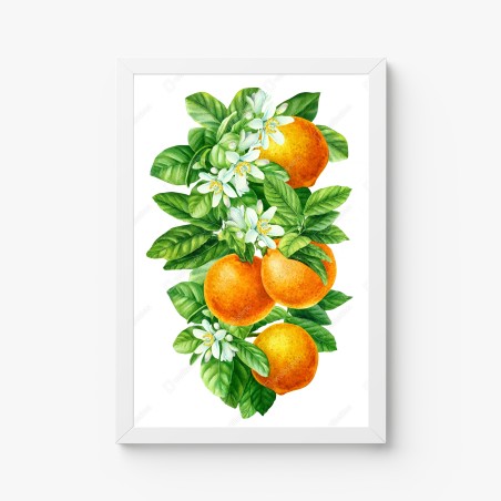 Poster citrus blossoms and ripe oranges • Wallissimo®