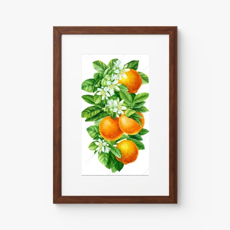 Poster citrus blossoms and ripe oranges • Wallissimo®
