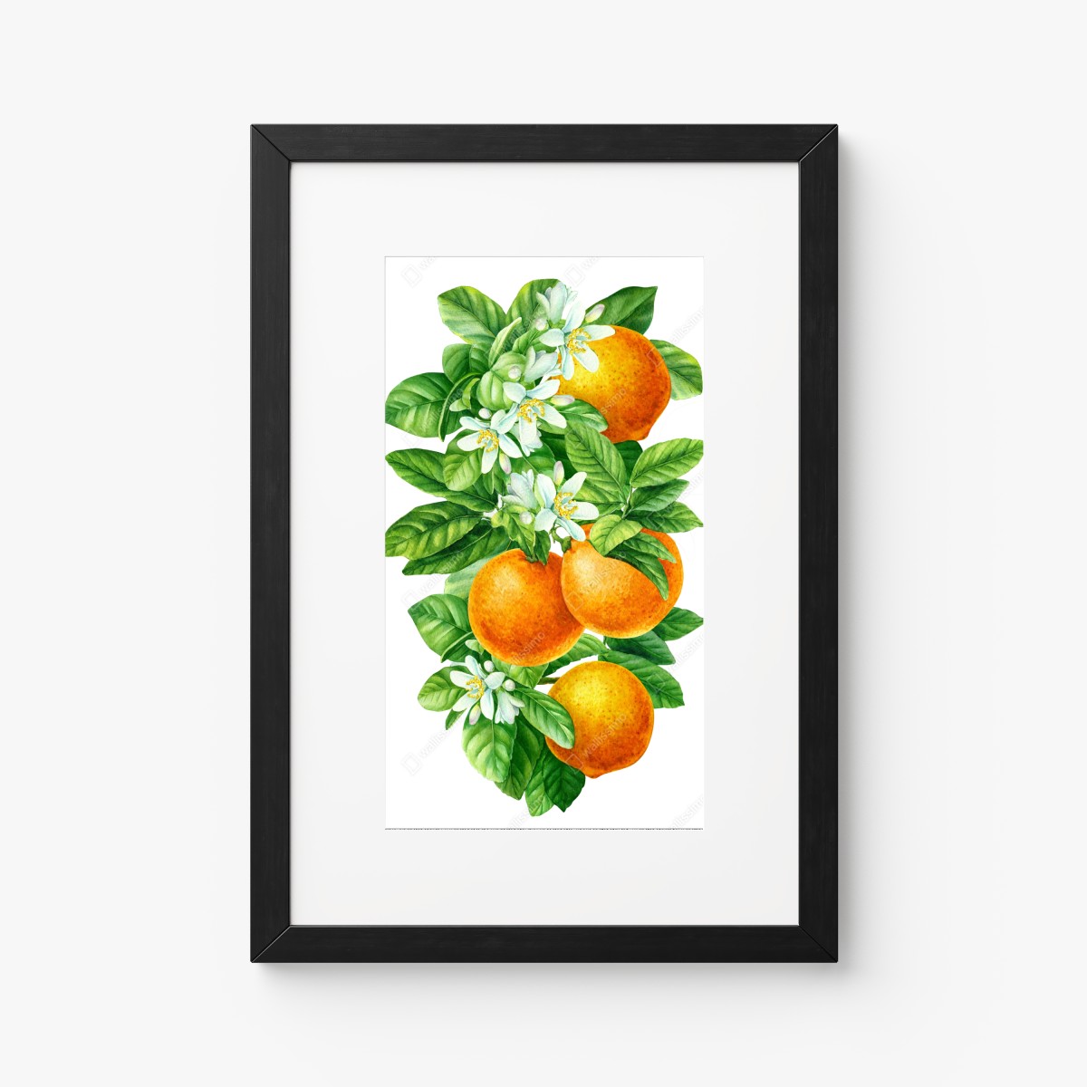 Poster citrus blossoms and ripe oranges • Wallissimo® Poster citrus blossoms and ripe oranges • Wallissimo®