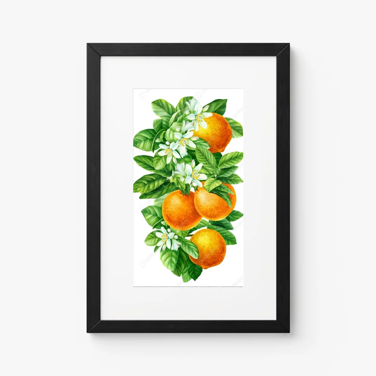 Poster citrus blossoms and ripe oranges • Wallissimo® Poster citrus blossoms and ripe oranges • Wallissimo®