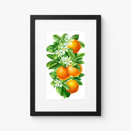 Poster citrus blossoms and ripe oranges • Wallissimo®